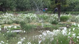 ARCHIVE: The team of Kensington Gardens create White Garden to pay 20th anniversary of Princess Diana's death day tribute in London, UK