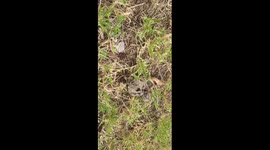 Little Young beautiful birds pretending to be dead