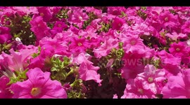 Beautiful flowers