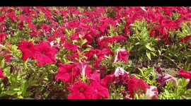 Beautiful flowers in a garden