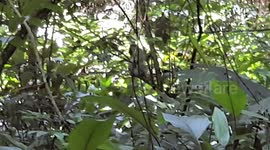 Monkeys in kalangala forest