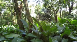 Kalangala forest  inside beautiful view