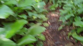 Forest weeds