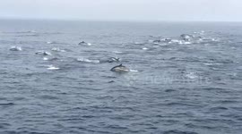 Dolphin Stampede!