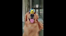 Impressive pooch can balance near enough anything on its head