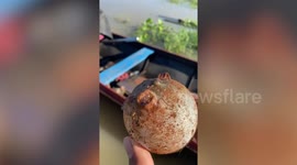 Heartwarming moment stranded pufferfish is put back into the water