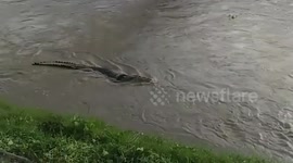 Crocodile with tire stuck round neck reappears in Indonesia after failed efforts to remove the item