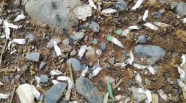 Hundreds of spider form train across forest floor in Costa Rica