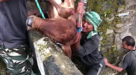 Incredible moment man risks life to save drowning calf in northeastern India