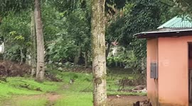 Monkey  in kalangala resort