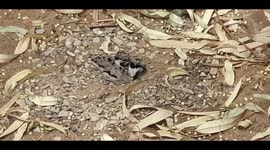 Lovely young birds