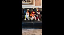When you make your dogs participate in the Thanksgiving family photos