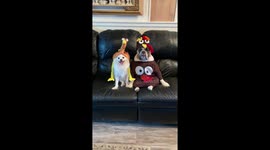 When your parents force you to pose for Thanksgiving pictures.