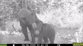 bear tenderness and affection 2020