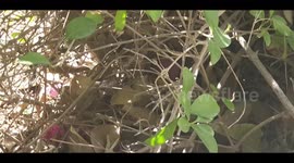 Quill mum and chicks