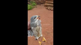 African falcon