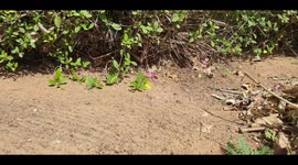 Quill chicks hiding in thick bushes