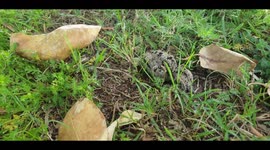Young bird pretending to ne dead