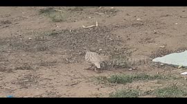 Quill mum with chicks
