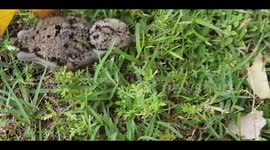 Little Young beautiful bird pretending to be dead