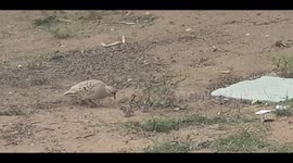 Quill mum and chicks