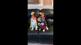 Thanksgiving-themed dog photoshoot causes annoyance for pair of canines