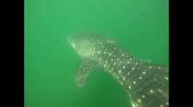 Free diver encounters whale shark in Abu Dhabi canal