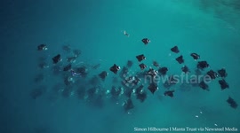 Incredible drone footage from Maldives shows several dozen Manta Rays mass feeding
