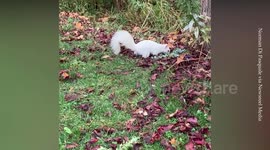 Rare white squirrel discovered during morning walk in Toronto