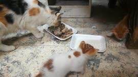 Egyptian Angila Mummy Eats Her Lunch Meal