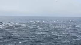 Dozens of dolphins stampede through Dana Point waters in California