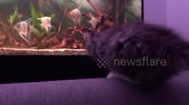 Cat catapults and crashes into fish tank