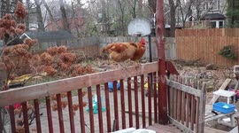 My Buff Orpington Chickens are hanging out in suburbia in Montreal Canada