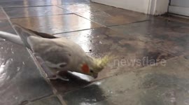 Cockatiel Phoebe meets Chicken Nugget and Chicken George