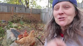 Testing No Crow Collars on our Suburban Roosters because we  want to keep our roosters