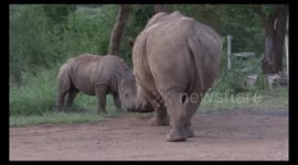 Rhino playing at a picnic area in Hluhluwe Imfolozi game reserve part 1