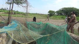 Sloth bear lashes out at rescuers during dangerous well recovery