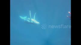 So Close With Playful Humpback Whale Calf