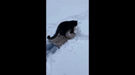 Leopard rejected at birth plays in snow with Russian woman who adopted her