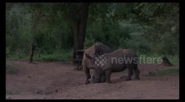 Rhino playing at picnic area in Hluhluwe Imfolozi game reserve Part 2