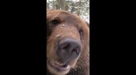 Animal antics cub brown bear