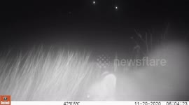 Inquisitive Mink Cannot Contain Its Curiosity When It Discovers A Hidden Trail Camera