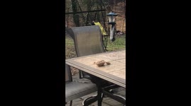 Upside down squirrel steals nuts from bird feeder by doing pull-ups