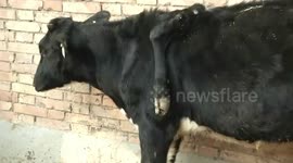 Calf born with extra leg growing on its back in northern China