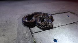 Huge python rescued after getting stuck in drain cover