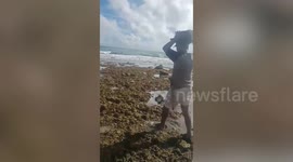 Heartwarming moment stranded sea turtle family are rescued after getting stuck in rock pool