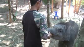 Baby elephant finally adopted by mother after being kicked out of herd and rejected five times