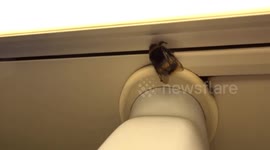 Winter bumblebee is cheating nature as it travels by tube during COVID-19 London lockdown