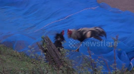 Roosters engage in a vicious fight to death, as local people kneel and pray, and passing monks collect alms.