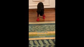 Dog Learning To Strut In New Shoes